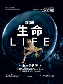八几年属蛇呀